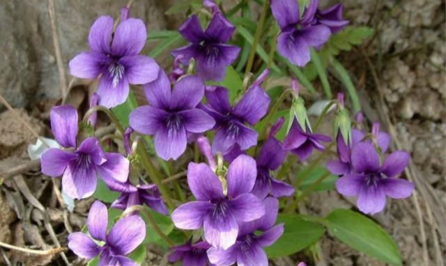 消失后的农村平常野草,知道它的药用价值后,才觉得弥足珍贵!