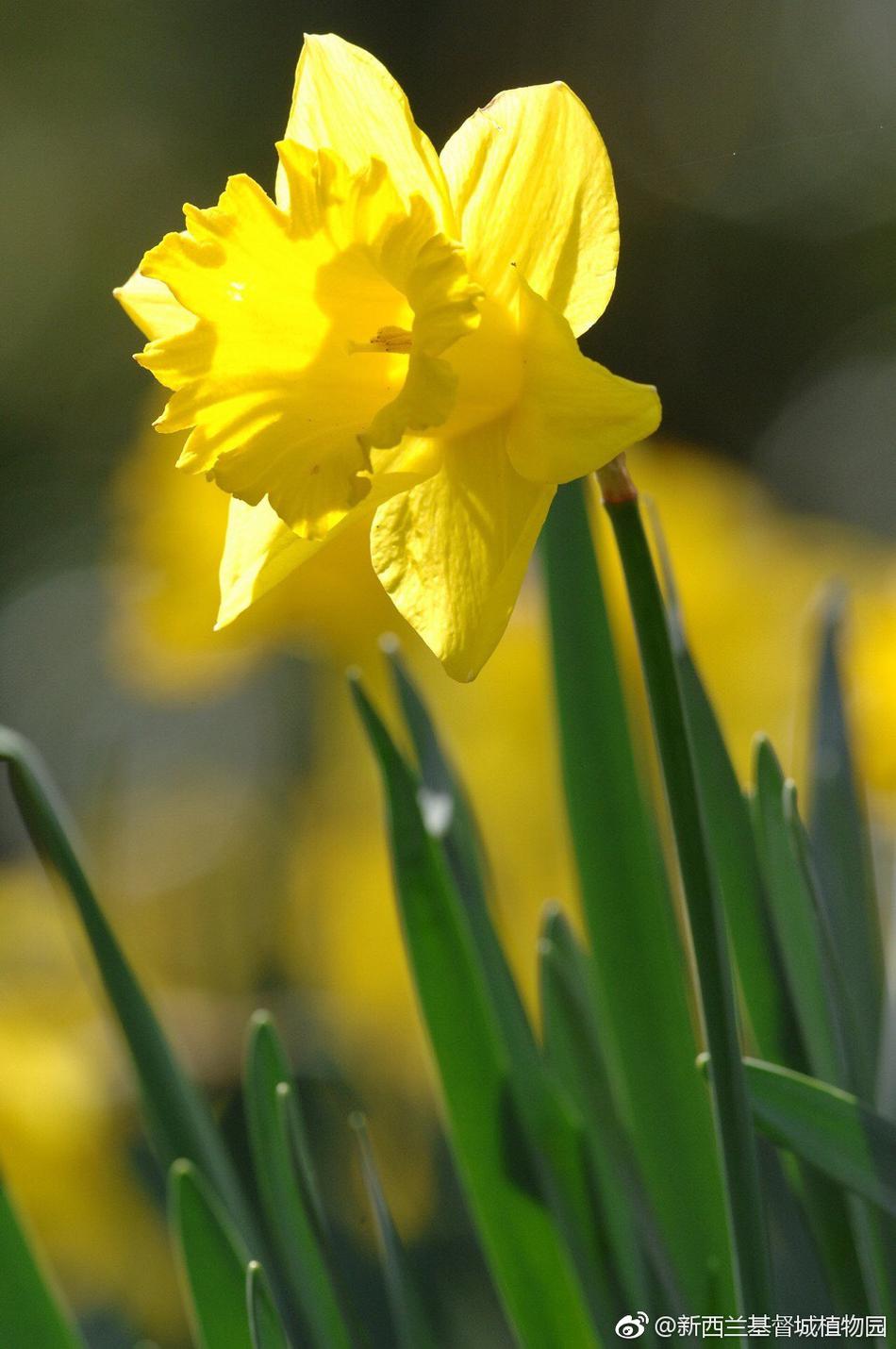 八九月的新西兰 最美的花数水仙花了 雪花新闻