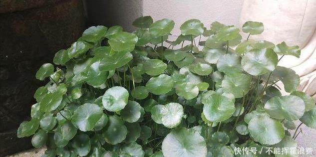 铜钱草叶小发黄,喝2种酱油,叶比手大,绿得出