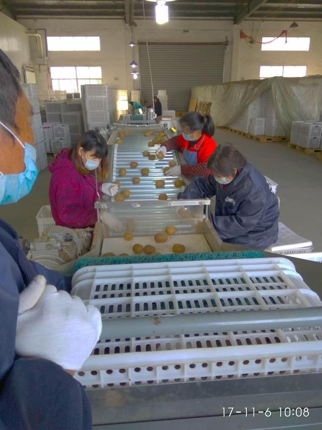 还在吃原谅色猕猴桃?这个将军县出了奢华黄金