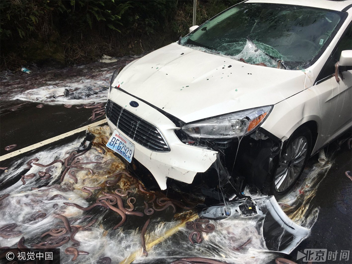 美国鳗鱼爬满高速路 路过的汽车全都遭殃