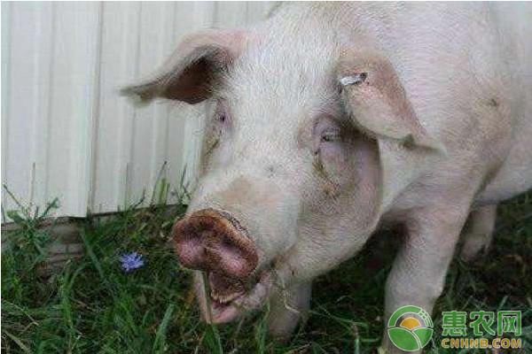 2018年养猪新政策,看看这些养猪条件你符合吗