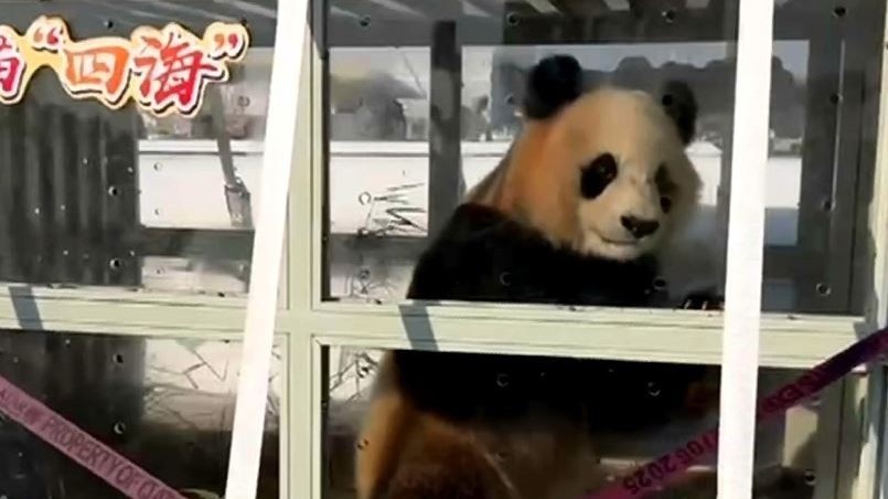 开启15年中东生活!大熊猫“四海”和“京京”住进新家 开启15年中东生活!大熊猫“四海”和“京京”住进新家