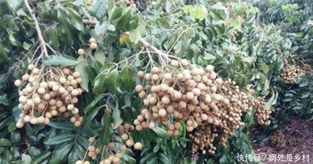 农民种植的假黄皮,亩产高达5000斤,每斤10元