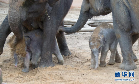 想知道性情温和的大象在遇到幼象落水时如何应对吗?