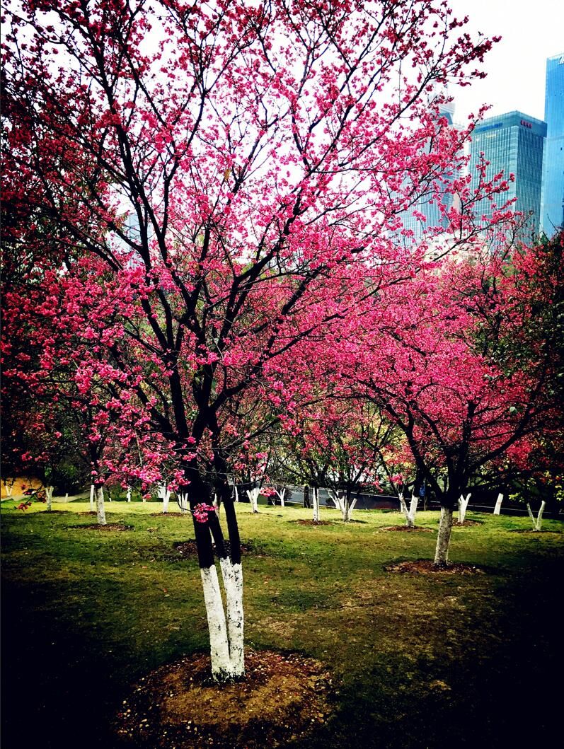 南宁石门森林公园山樱花绚丽绽放,惊艳了南宁