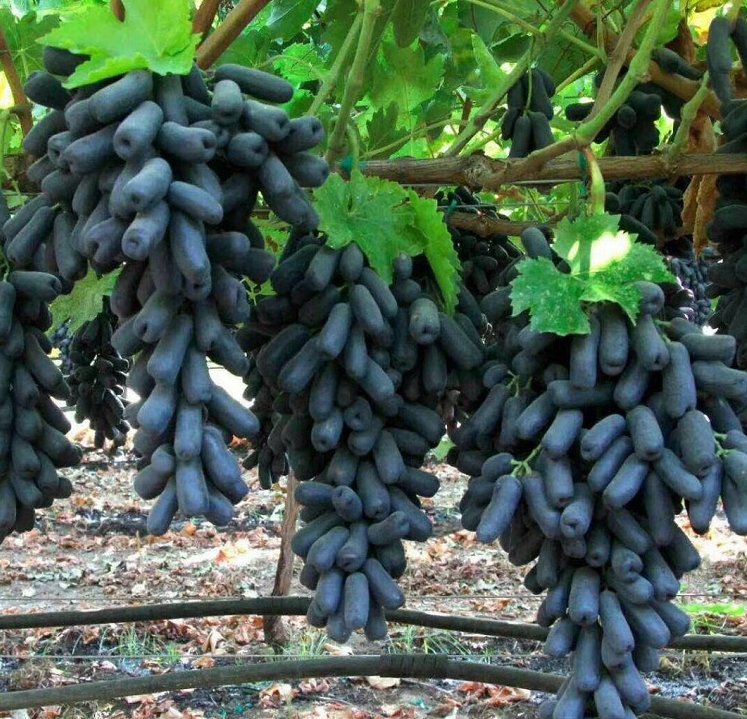 种植户有福了:这种水果,一亩地产5000斤,难怪不