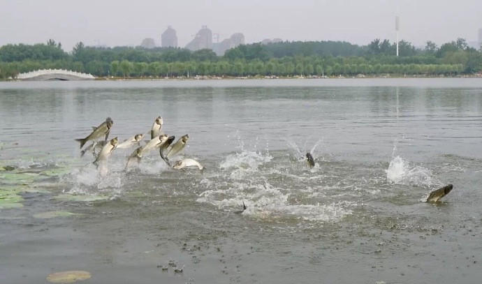 “鱼跃龙门”奇景。