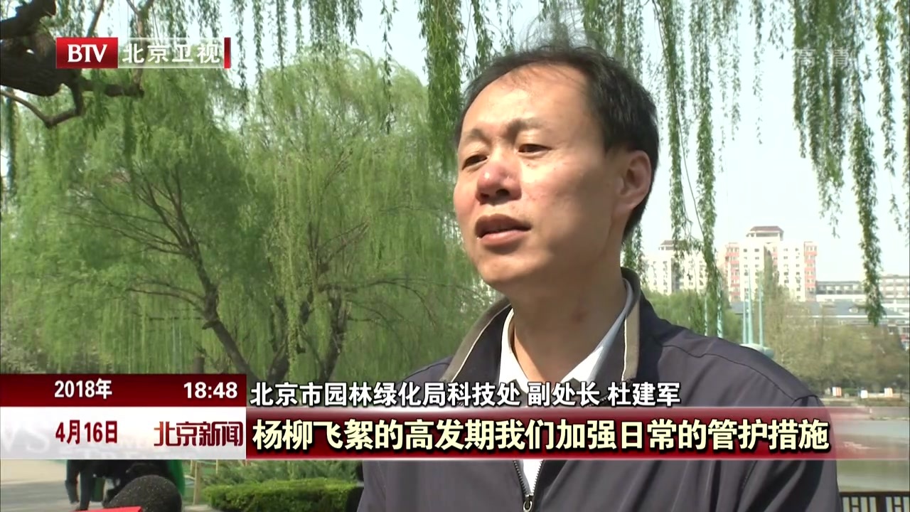 北京多措并举综合治理30万株杨柳雌株 北京多措并举综合治理30万株杨柳雌株