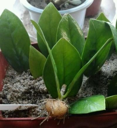 金钱树烂根千万别扔,剪几个叶片插进土里,没几