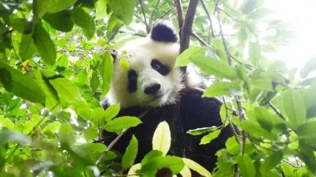 当“国宝”遇上“国宝”,来看熊猫谷春季限定“名场面”! 当“国宝”遇上“国宝”,来看熊猫谷春季限定“名场面”!