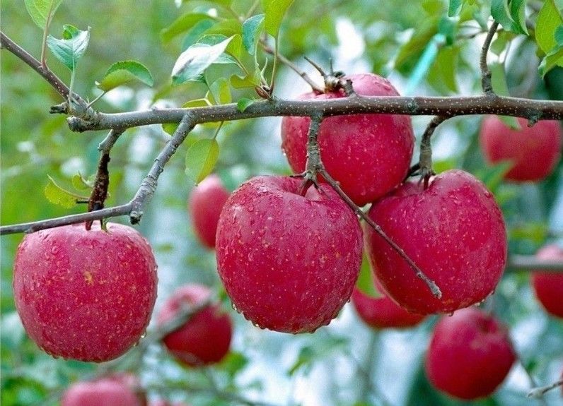 6月吃什么水果可以减肥? 五种水果帮你轻松去