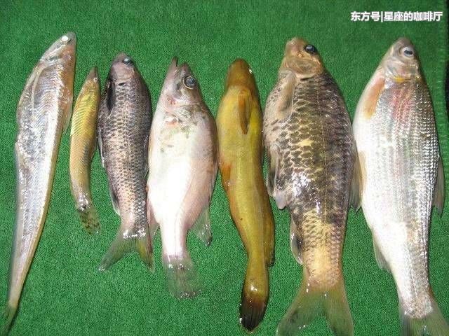 草鱼、鲫鱼咬钩引起的动静不同, 介绍5种鱼咬