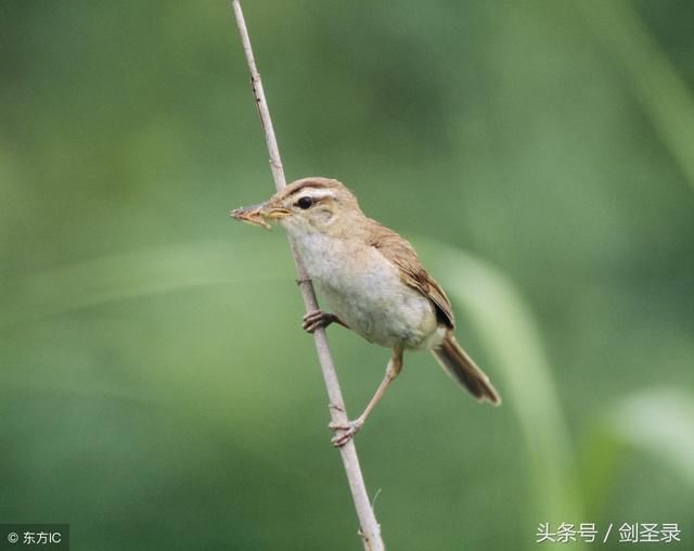 励志诗句:因依老宿发心初,半学修心半读书