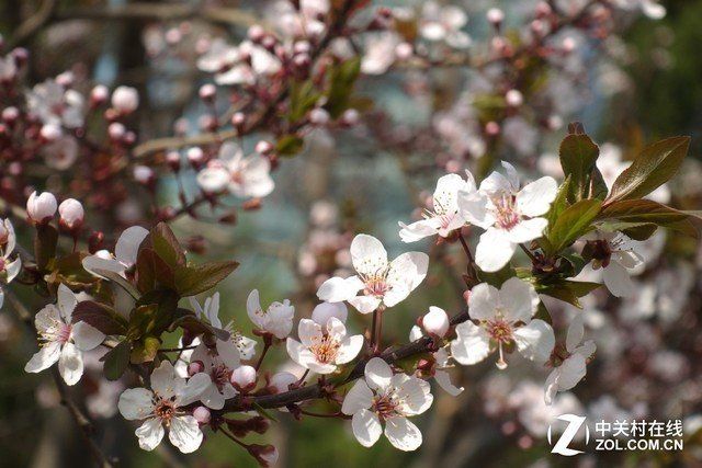 高效便携代表作 佳能G7 X II对比索尼黑卡