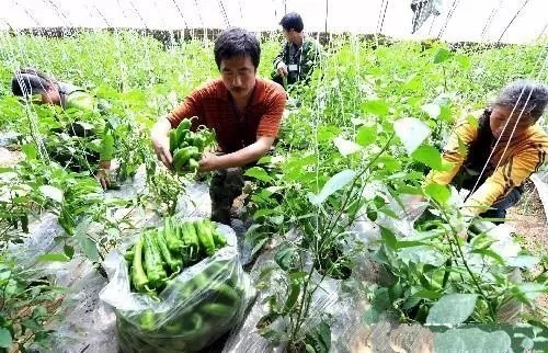 《农民专业合作社法》首次大修:将扶持5类人,