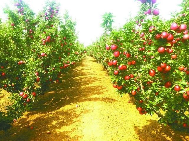 关于最新的国家对农业补贴政策,想来建设家乡