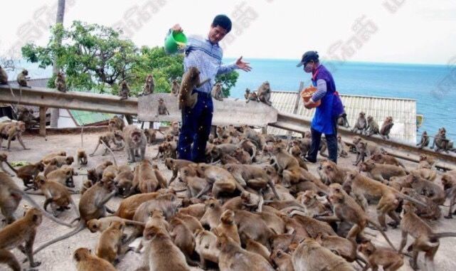 泰国景点猴子称王,下山欺负游客居民,不给它们