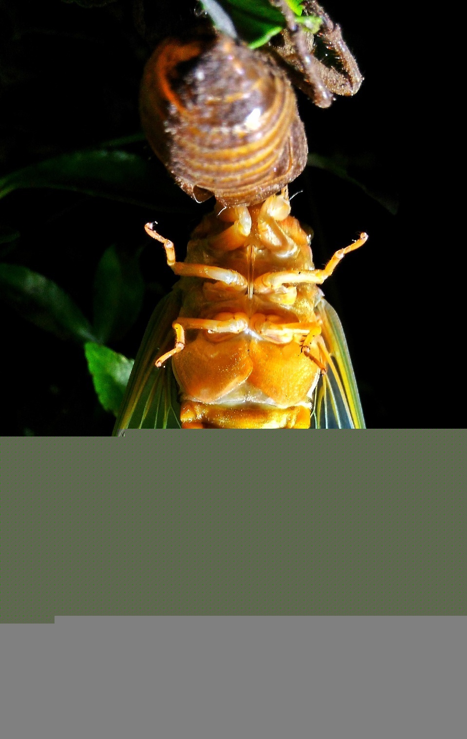 摄影师实拍金蝉脱壳全过程 你不知道的节流龟