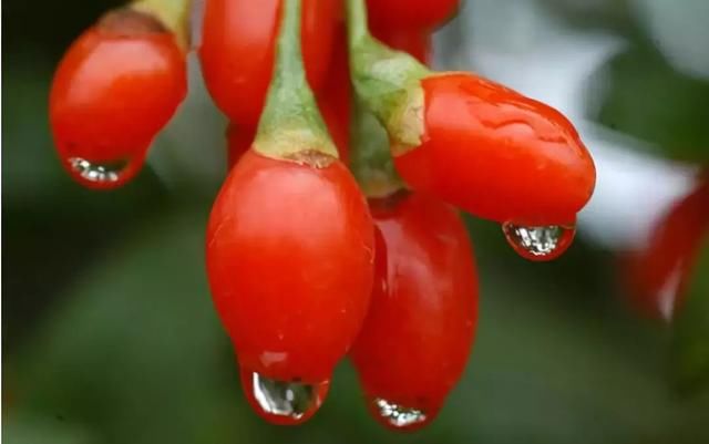 白活了!吃了这么多年枸杞,居然正确食用方法是