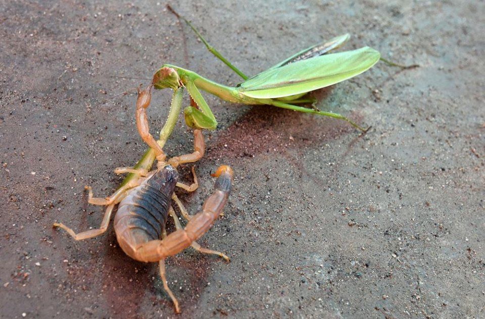 7张螳螂大战蝎子实拍图,到底鹿死谁手?