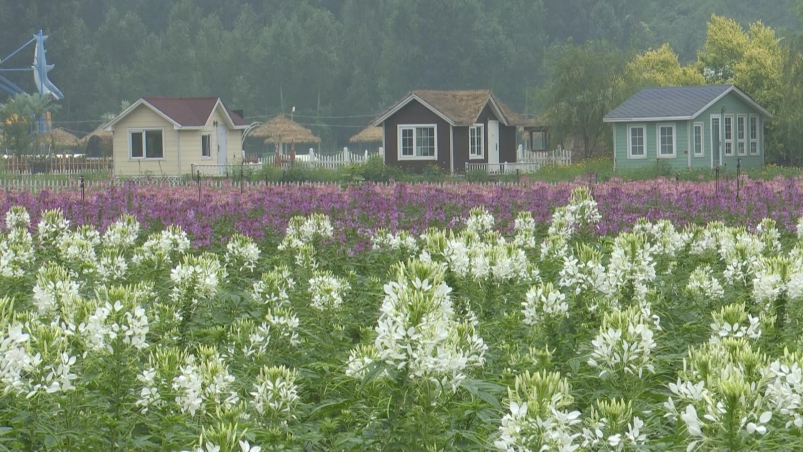 初秋遊京郊打卡秋日花海 雪花新闻 初秋遊京郊打卡秋日花海 雪花新闻