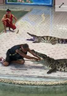 泰国驯兽师表演时被鳄鱼咬中