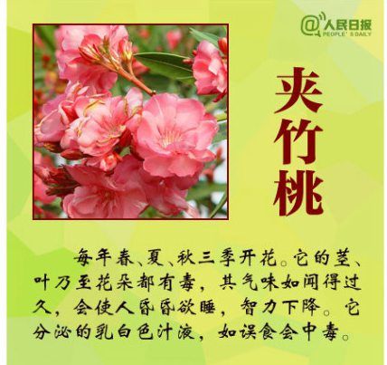 母女把水仙当大蒜食用中毒入院,这些有毒的花