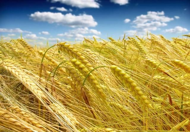 2018年小麦产量、质量、价格、品质、后市、