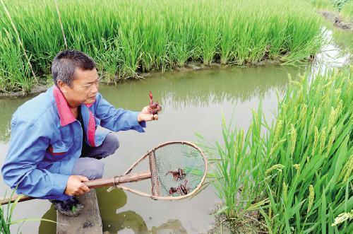 他在稻田里放了个小动物,年收入过十万了