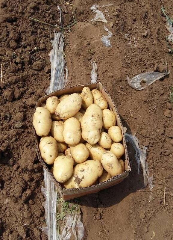 一斤土豆产地4毛钱,超市却卖2.5元!你那卖的是