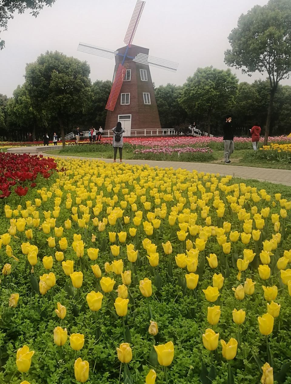 手机拍下的郁金香主题公园