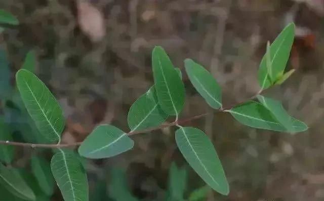 喝水时放一点,血压平稳,三高改善!