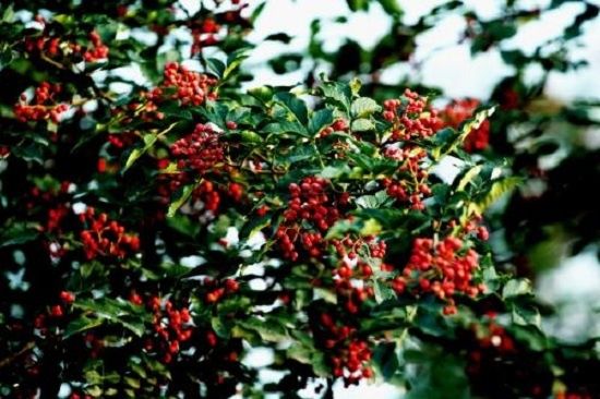 农村祖传的药方,是腰椎 腰间盘突出的死天敌