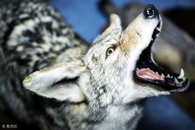 彩票自动投注软件,能月入10万元吗?