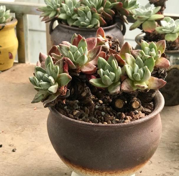 多肉植物出现了木质化 这样一剪 多肉健康又美丽 雪花新闻