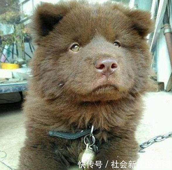 女子上街花150买了一只小土狗,回家养一个月后