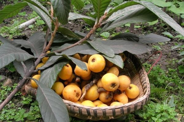 世上最强消炎水果,吃清热内热,还不长痘痘,你吃