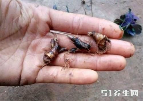 这种野草名叫"千年老鼠屎",却是清热解毒,抗肿瘤的良药