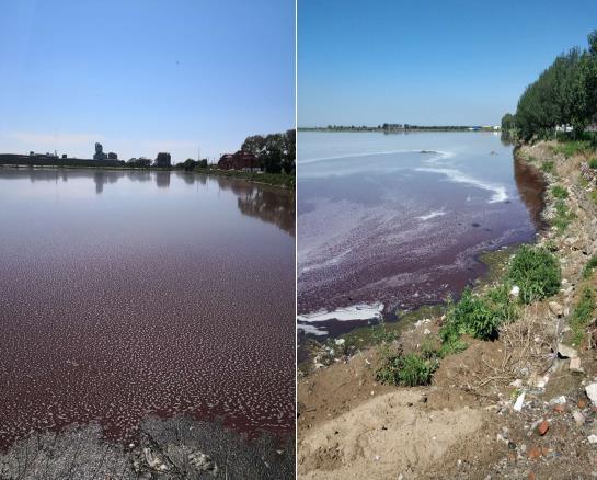 巨大的黑臭水体上大面积漂浮着白色泡沫和红色的固体废物,污水颜色呈