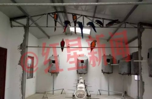 卖鹦鹉判5年养鹦鹉4年赔500万 卖也违法放也