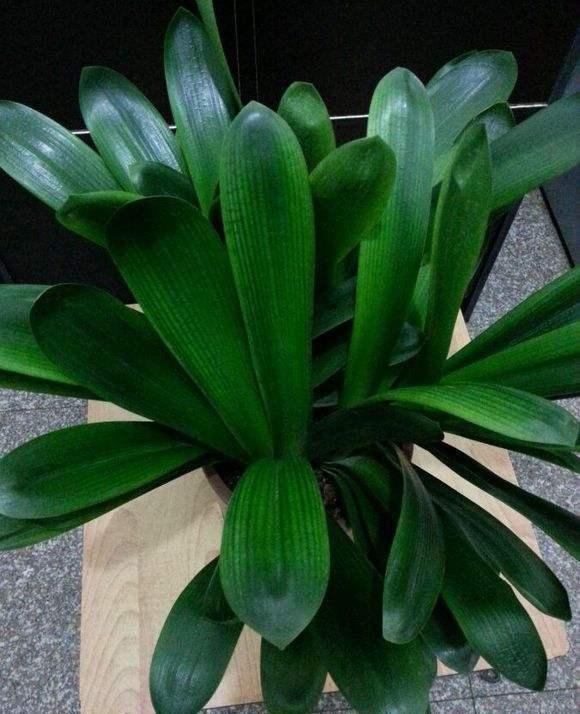 君子兰群兰叶子碧绿、花簇艳丽,你知道君子兰