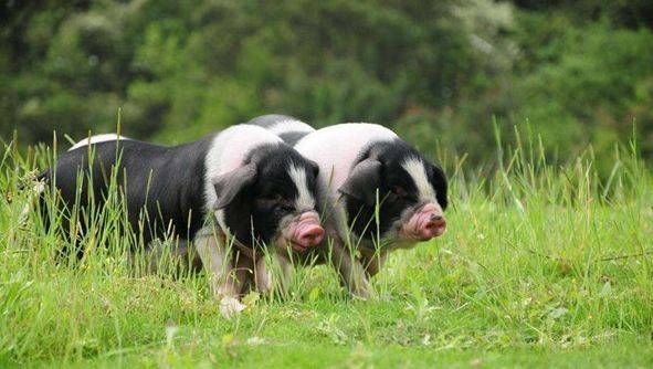 农村户口再次升值!赶紧告知亲友-北京时间