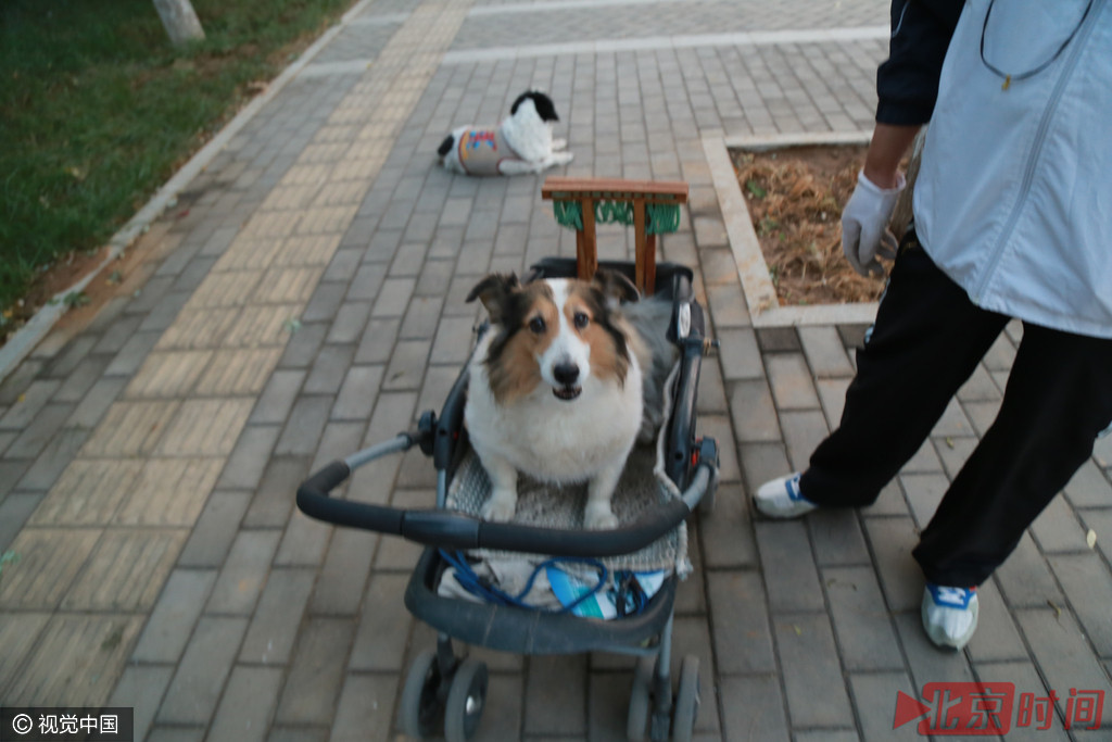 七旬老人推童车遛狗 因狗年龄大了