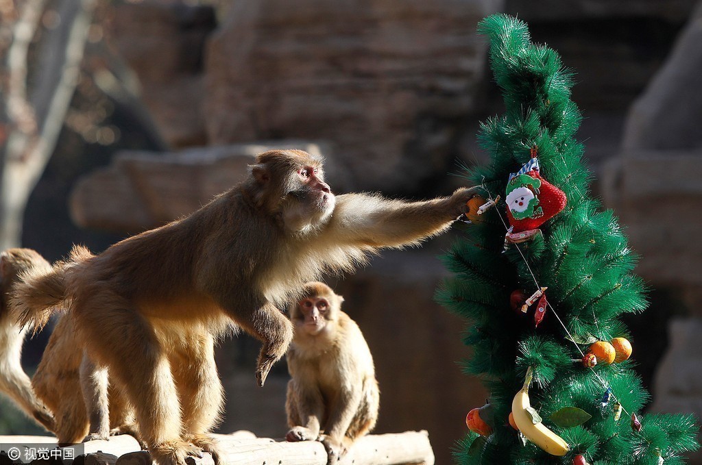 郑州动物园布置圣诞果树 猴子也过圣诞节