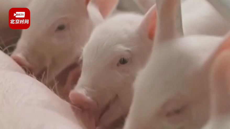 猪价十连降，生猪养殖企业面临成本压力