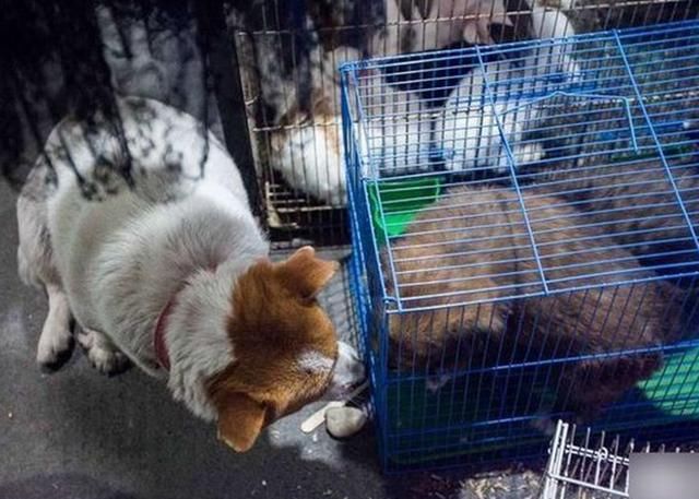 狗宝宝被贩卖,狗妈妈做了一个举动,集市上的人都哭了