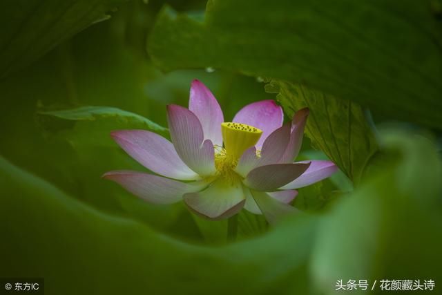 感悟藏头诗(烟花虽炫 转瞬即逝 人生虽美 弹指