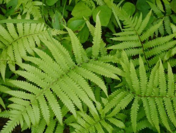 农村一味抗癌之王比蒲公英强100倍,可轻松杀