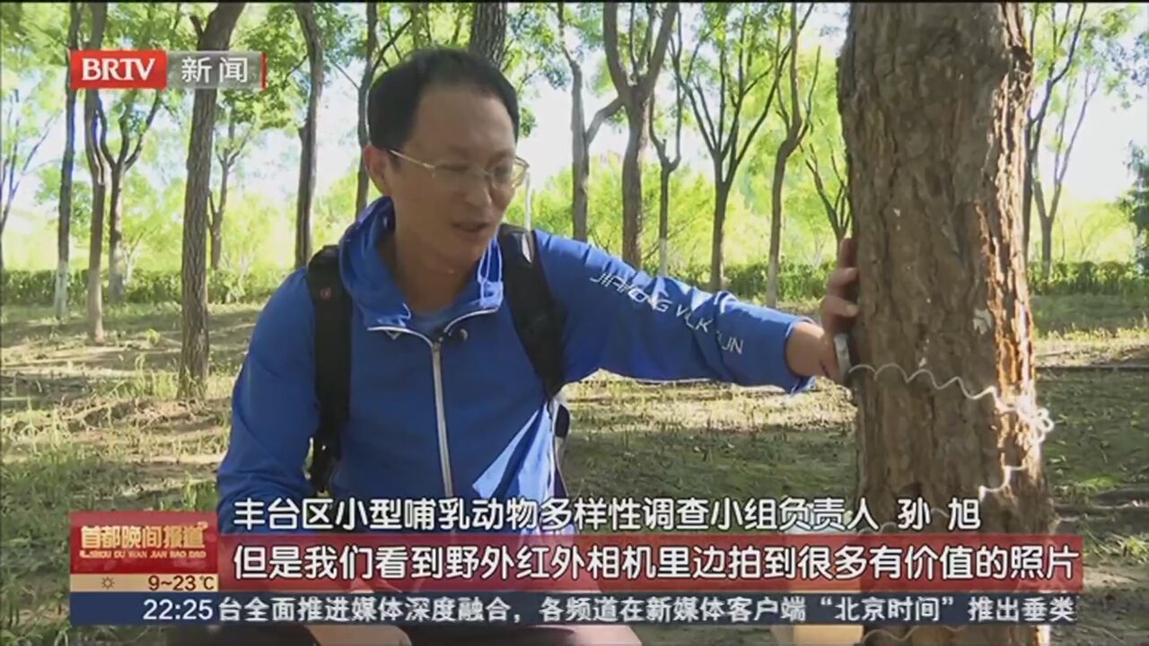 亚洲狗獾现身园博园 丰台区生物多样性本底调查成果初显